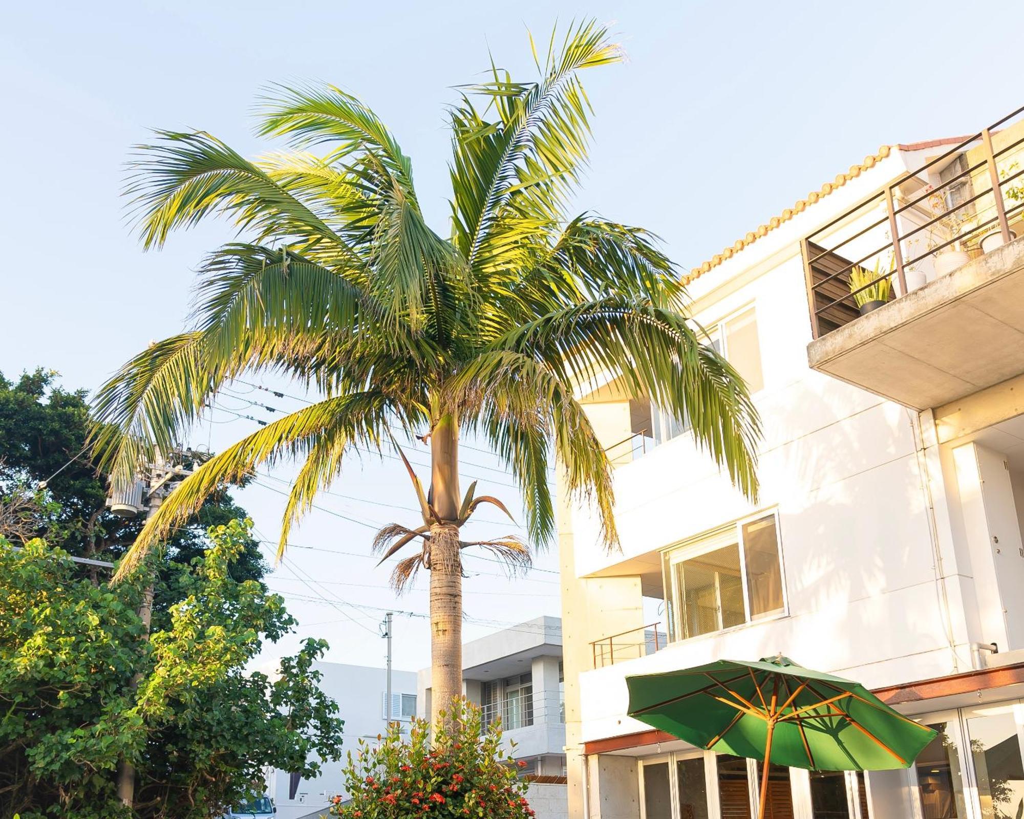 Sky Ocean - Ishigaki Eco-Resort - Newly Renovated Dış mekan fotoğraf